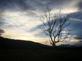 Leafless tree in the rice field and mountain. Royalty Free Stock Photo