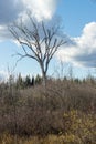 A leafless tree against a cloudy blue sky in autumn Royalty Free Stock Photo