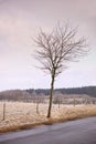 Leafless, tree and road in nature with field, rural and season change in agriculture landscape. Environment and climate Royalty Free Stock Photo