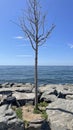 Leafless tree on the seashore and among the cliffs Royalty Free Stock Photo