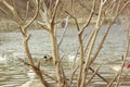 Leafless Tree on the shore of lake background. Royalty Free Stock Photo