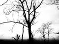 Leafless tree silhouette against white background Royalty Free Stock Photo