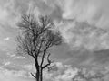 Leafless tree silhouette and blue sky clouds in black and white Royalty Free Stock Photo