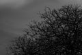 Leafless tree. Silhouette dead tree on dark dramatic sky and clouds background for scary or death. Halloween day background. Royalty Free Stock Photo