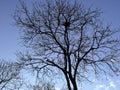 Leafless tree silhouette with empty bird nest on blue spring sky Royalty Free Stock Photo