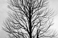 Leafless Tree silhouette in horizontal frame