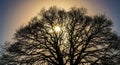 Leafless Tree Silhouette at Sunset Royalty Free Stock Photo
