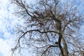 Leafless tree against winter sky