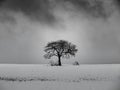 Leafless tree on a snowy hill with a cloudy sky in the background in black and white Royalty Free Stock Photo
