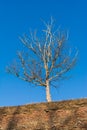 Tree Standing above a Fortification Royalty Free Stock Photo