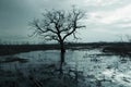 Leafless tree standing in flooded marsh under stormy sky Royalty Free Stock Photo
