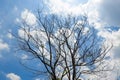 A leafless tree stands against the bright blue sky Royalty Free Stock Photo
