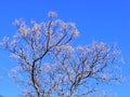 Leafless tree in a sunny winter day, with a blue sky background Royalty Free Stock Photo