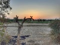 Leafless tree in sunset in our village land fields. Royalty Free Stock Photo