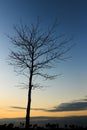 Leafless tree on sunset sky Royalty Free Stock Photo