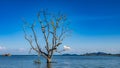 Leafless Tree With Sea View Royalty Free Stock Photo
