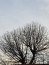 Leafless tree Royalty Free Stock Photo