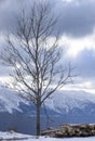 Leafless tree in winter under snow and cut logs on the ground Royalty Free Stock Photo