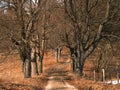 Leafless trees