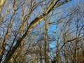 Leafless trees against a pale blue winter sky Royalty Free Stock Photo