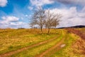 Leafless trees along the dirt road up the hill Royalty Free Stock Photo