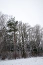 Snow covered trees in bare winter forest Royalty Free Stock Photo