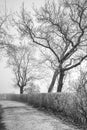 Leafless trees with crooked branches