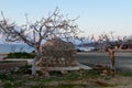 Leafless trees on Cyprus Royalty Free Stock Photo