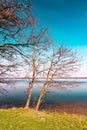 Leafless trees on early spring growing on the lake shore on beautiful, sunny day. Royalty Free Stock Photo