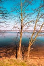 Leafless trees on early spring growing on the lake shore on beautiful, sunny day. Royalty Free Stock Photo