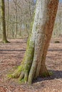 Leafless trees in a forest with a bit of regrowth developing in early spring. A dry quiet landscape of lots of bare tree Royalty Free Stock Photo