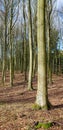 Leafless trees in a forest in early winter. Nature landscape of many dry trees, branches, and grass in the woods or an Royalty Free Stock Photo