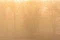 Leafless trees of a forest hiding behind a dense fog in the morning Royalty Free Stock Photo