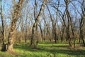 Leafless trees in forest at sunny day Royalty Free Stock Photo