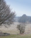 Leafless trees in a forest in winter on a clear sky with copy space. Landscape of many dry tree branches, grass and Royalty Free Stock Photo