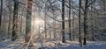 Leafless trees in the forest in winter on a sunny day Royalty Free Stock Photo