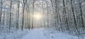 Leafless trees in the forest in winter on a sunny day Royalty Free Stock Photo