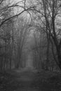 Leafless trees line a narrow, misty forest path. Royalty Free Stock Photo