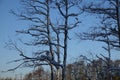 Leafless trees received ransoms on their branches