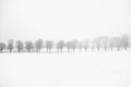 Leafless trees on a snow field