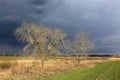 Leafless trees in spring steppe Royalty Free Stock Photo
