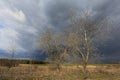Leafless trees in spring time before thunderstorm Royalty Free Stock Photo