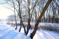 winter, snow, trees, shadow, day Royalty Free Stock Photo