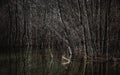 Leafless trees stand in the swamp water in early spring. Royalty Free Stock Photo