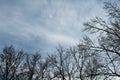 Waxing moon on cloudy sky over bare trees Royalty Free Stock Photo