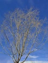 Elm tree in winter, a delicate silhuette against the sky Royalty Free Stock Photo