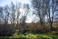 leafless trees in winter Royalty Free Stock Photo