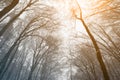 Leafless treetops in winter sunset Royalty Free Stock Photo