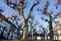 Leafless trunks of threes in the garden of old Augustinian convent, Chiemsee, Germany