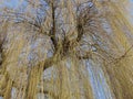 Weeping willow tree Royalty Free Stock Photo